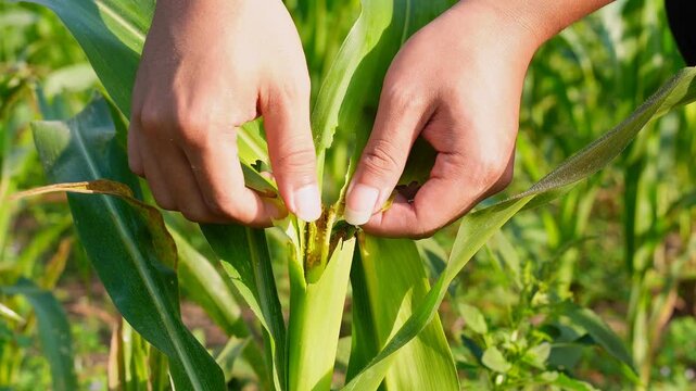 close up shot Hand inspecting damaged corn leaves eaten by fall armyworms in an agricultural farm, illustrating pest infestation and impact on crop health