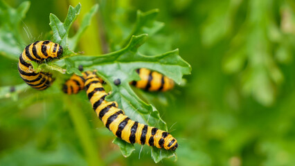 Naklejka premium close up of yellow and black striped cinnabar moth (tyria jacobaeae) caterpillars feeding on a green leaf