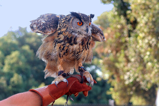 un grand duc pos&eacute; sur un poignet