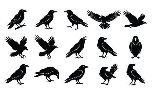 Set of halloween vector ravens black bird silhouettes for spooky designs and autumn graphics