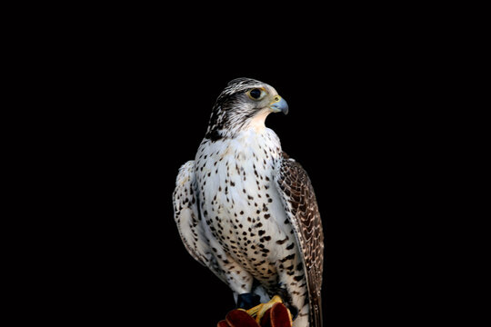 un oiseau de proie