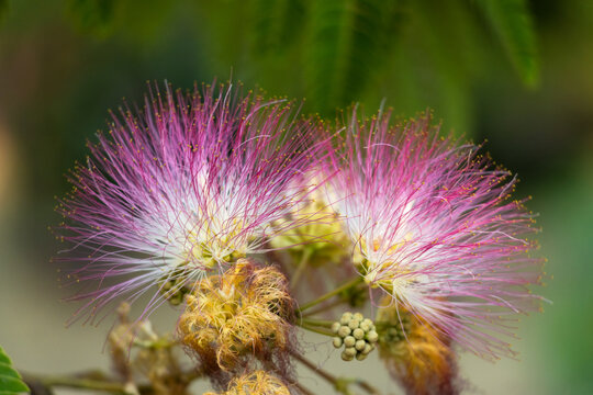 Close up of beautiful pink silk tree flower featuring delicate stamens of albizia julibrissin blooming on branch with soft green bokeh background showcasing natural exotic beauty in summer.