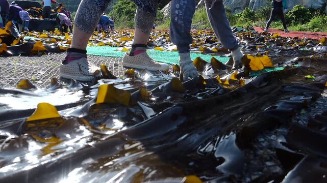 Korea kelp sea tangle dried harvest drying process local village workers labor marine industry aquaculture fishery farm seaweed product 한국 다시마 말리기 작업 다시마건조 수확 어촌 주민 노동 수산업 양식업 어업 해조류 수산물 가공 식품 식재료 건조장