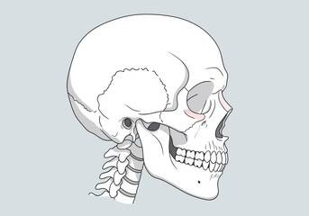 Detailed Anatomical Illustration of a Human Skull in Profile View. © Jepry