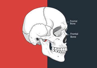 Anatomical illustration of a human skull showing frontal bone detail. © Jepry