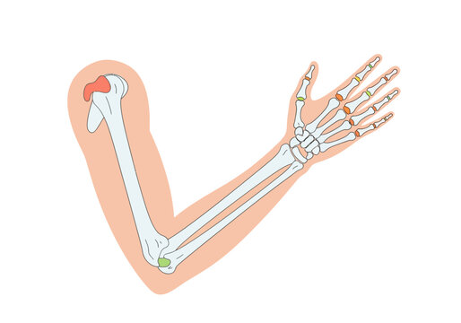 Anatomical illustration of the human arm skeleton and bones.