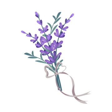 Lavender bouquet with ribbon bow. Vector floral illustration isolated on white. Romantic hand-tied bunch of purple lavender flowers for wedding invitations or natural product labels. Provence style.