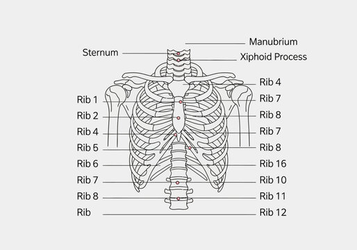 Anatomical illustration of the human rib cage and sternum with labels.