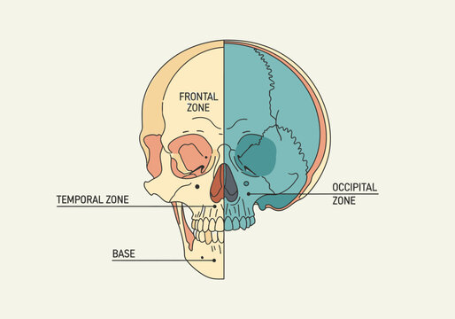 Anatomical illustration of human skull zones for medical education.