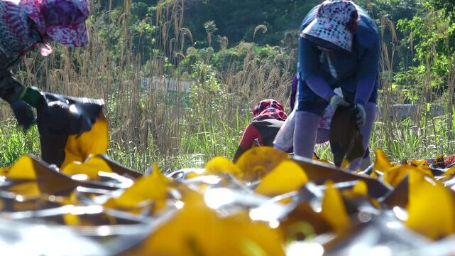 Korea kelp sea tangle dried harvest drying process local village workers labor marine industry aquaculture fishery farm seaweed product 한국 다시마 말리기 작업 다시마건조 수확 어촌 주민 노동 수산업 양식업 어업 해조류 수산물 가공 식품 식재료 건조장