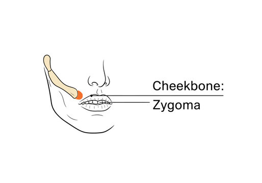 Anatomical illustration of the human zygoma cheekbone structure.