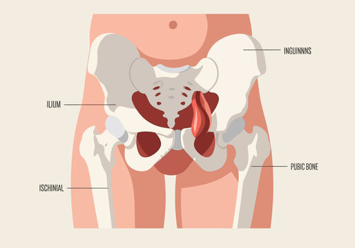 Anatomical illustration of the human pelvis and hip bones with labels.