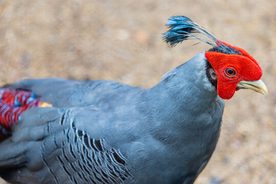 A male Siamese Fireback (Lophura diardi) stands proudly, displaying its iridescent plumage, crimson facial skin, and elegant tail feathers.