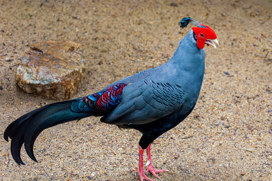 A male Siamese Fireback (Lophura diardi) stands proudly, displaying its iridescent plumage, crimson facial skin, and elegant tail feathers.