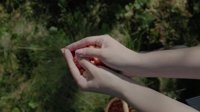Close-up of cupped hands filled with ripe cloudberries in soft forest light with dark natural background