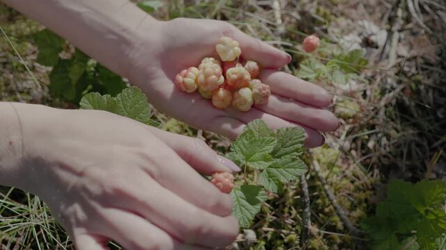 Close-up of hands holding ripe cloudberries in a forest setting with green leaves and soft sunlight
