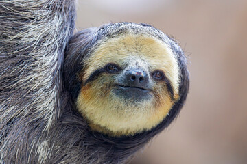 Fototapeta premium A Pale throated Sloth (Bradypus tridactylus) clings to a tree branch, displaying its shaggy fur and slow, deliberate movements.