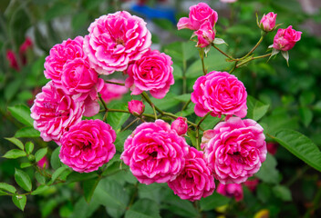Obraz premium Vibrant cluster of pink roses blooming in a garden on a sunny day