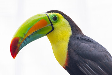 Fototapeta premium A Keel billed Toucan (Ramphastos sulfuratus) perches on a branch, displaying its colorful oversized bill and striking black plumage.