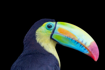 Fototapeta premium A Keel billed Toucan (Ramphastos sulfuratus) perches on a branch, displaying its colorful oversized bill and striking black plumage.