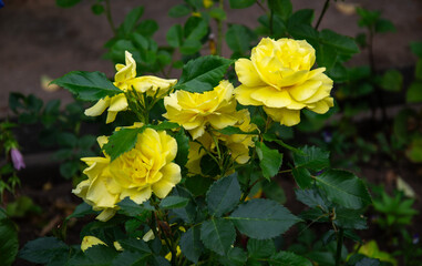 Obraz premium Vibrant yellow roses bloom in a garden with lush green foliage