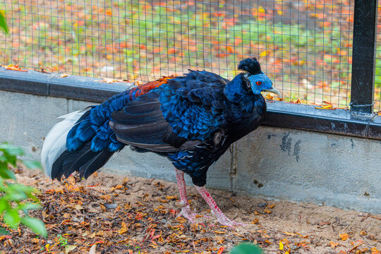 the closeup image of a male Malayan Crested Fireback (Lophura rufa) , displaying its glossy black plumage, crimson legs, and elegant crest.