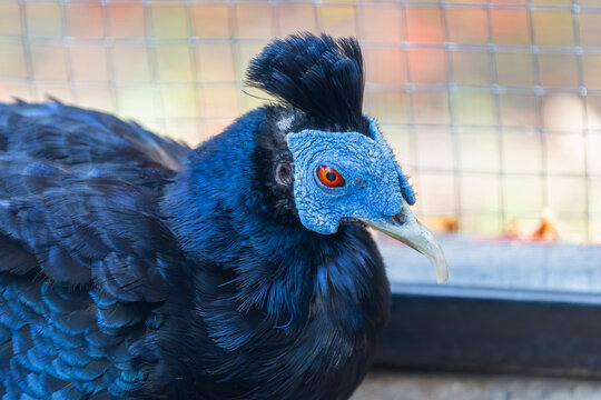 the closeup image of a male Malayan Crested Fireback (Lophura rufa) , displaying its glossy black plumage, crimson legs, and elegant crest.