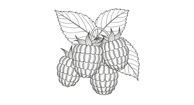 Detailed black and white line art of a cluster of fresh raspberries with serrated leaves. Factual botanical illustration of fruit drupelets isolated on a plain white background.