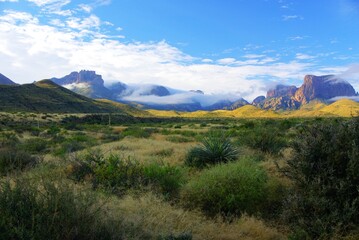 Fototapeta premium Dramatic scenery and fauna at Big Bend National Park Texas
