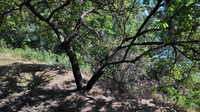 High-quality 4K footage at 24fps of a sun-drenched orchard slope. Features a focus on a mature tree trunk and detailed dappled shadows cast across dry grass and soil, with natural motion blur.