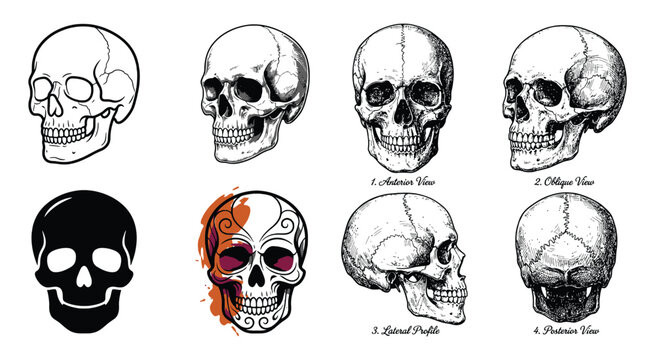 Skull Illustrations Collection Black And White Sketch Style On White Background