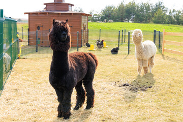 Fototapeta premium Cute alpacas basking in sunlight on a vibrant farm during a clear afternoon