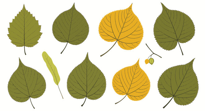 Detailed botanical illustration of a deciduous leaf set featuring green and yellow linden and elm leaves with visible veins and serrated edges isolated on a white background.