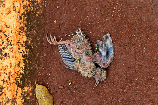 Dead baby bird on the ground, Ribeirao Preto, Sao Paulo, Brazil