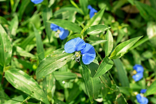 Slender dayflower (Commelina erecta) on garden in Ribeirao Preto, Sao Paulo, Brazil