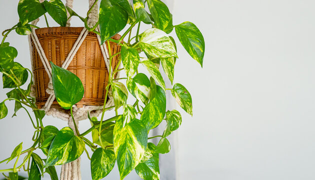 Green pothos plant in a woven basket hanging from a macrame holder against a light-colored wall in a bright indoor setting