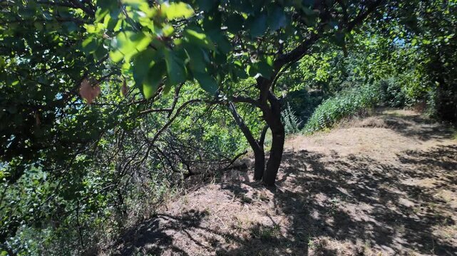 High-quality 4K footage at 24fps of a sun-drenched orchard slope. Features a focus on a mature tree trunk and detailed dappled shadows cast across dry grass and soil, with natural motion blur.