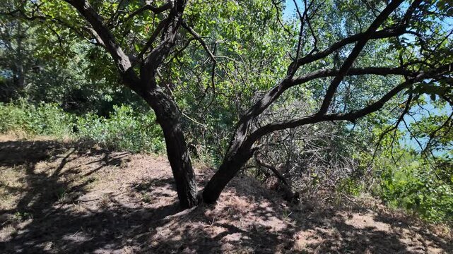 High-quality 4K footage at 24fps of a sun-drenched orchard slope. Features a focus on a mature tree trunk and detailed dappled shadows cast across dry grass and soil, with natural motion blur.