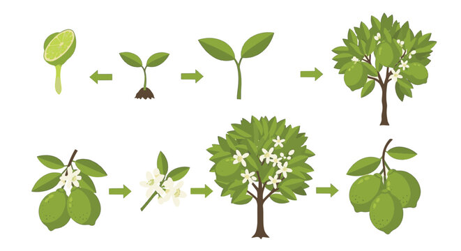 Growth cycle of a lime tree vector illustration showing germination, seedling development, flowering stages, and mature fruit production on branches and trees on white background.