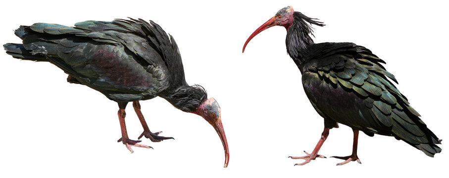 set of two northern bald ibises (geronticus eremita) with dark feathers on a transparent background