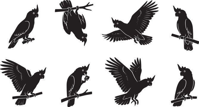 Black cockatoo silhouette set, 8 tropical parrot vector elements, Australian bird icons in flying and perched poses, exotic wildlife graphics isolated on Transparent Background