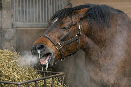 Close-up of a horse munching on hay with its tongue extended