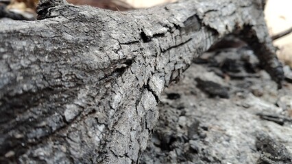 Low Angle View of Ancient Tree Trunk with Textured Bark and Rocks © setopratama