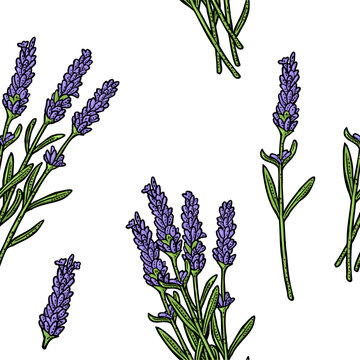 Seamless pattern with lavender flower. Hand draw engraving color vintage illustration. Isolated on white background.
