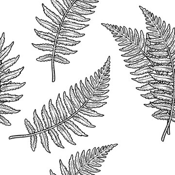 Seamless pattern with green fern leaf. Hand draw engraving black vintage illustration. Isolated on white background.