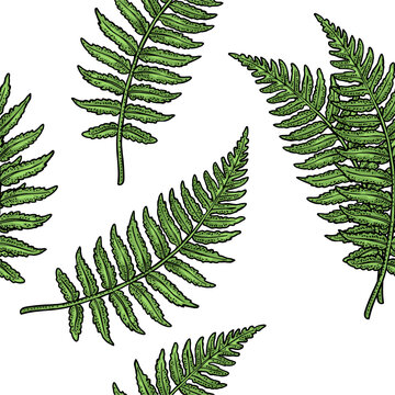 Seamless pattern with green fern leaf. Hand draw engraving color vintage illustration. Isolated on white background.