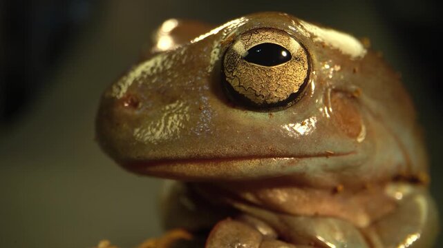 Extreme close up macro shot of a wild frog face showing its detailed large golden eye and moist textured skin in nature