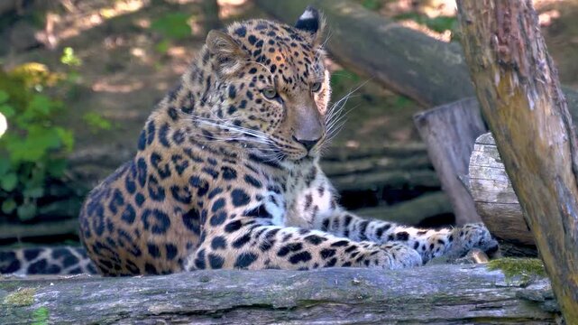 Close up portrait of a wild leopard resting calmly on the ground in the shaded forest while looking around alertly on safari