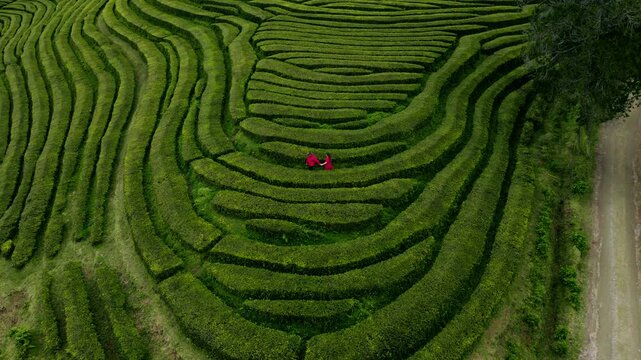 Couple In Red Outfit Walking Through Lush Green Terraced Rows Of The Gorreana Tea Plantation On Sao Miguel Island In The Azores, Portugal. - aerial shot