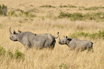 Fototapeta premium Rhinocéros noir,